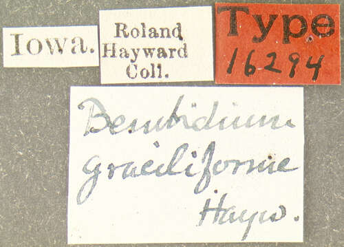 Image of Bembidion (Eupetedromus) graciliforme Hayward 1897