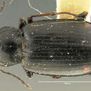 Sivun Bembidion (Notaphus) coloradense Hayward 1897 kuva