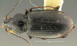 Bembidion (Notaphus) coloradense Hayward 1897的圖片