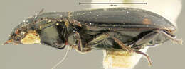 Bembidion (Notaphus) coloradense Hayward 1897的圖片