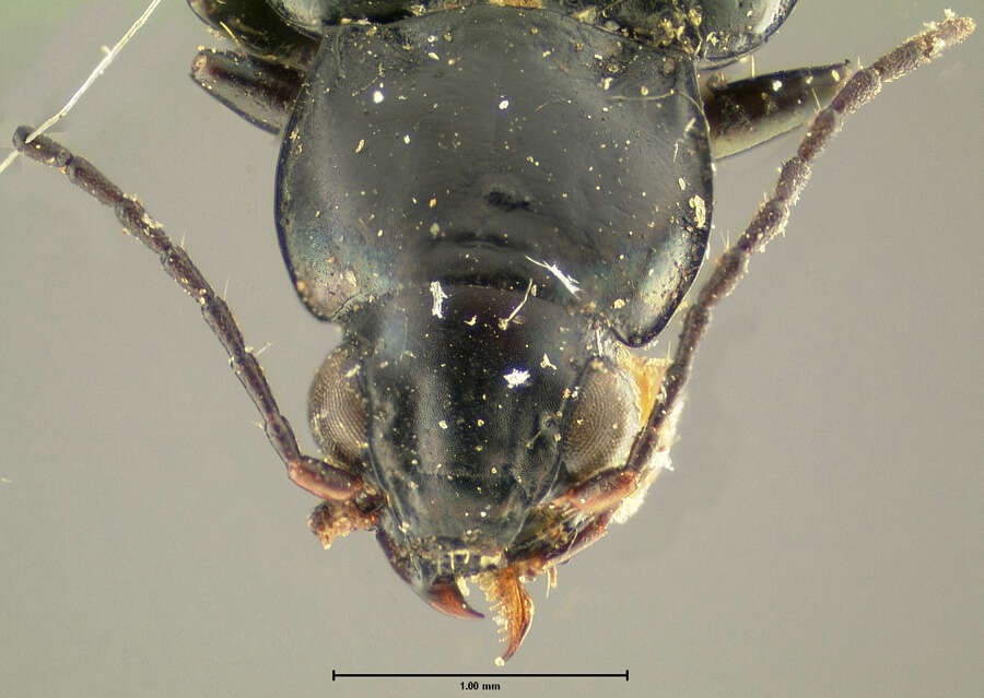 Bembidion (Notaphus) coloradense Hayward 1897的圖片