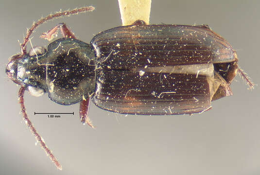 Imagem de Bembidion (Notaphus) mormon Hayward 1897