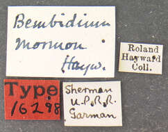 Image of Bembidion (Notaphus) mormon Hayward 1897