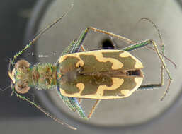 Image of Ellipsoptera rubicunda (E. D. Harris 1911)