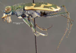Image of Ellipsoptera rubicunda (E. D. Harris 1911)