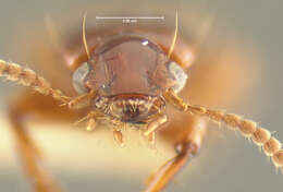 Image of Clivina (Clivina) rufula Darlington 1962