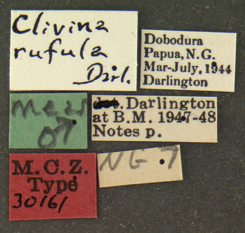 Image of Clivina (Clivina) rufula Darlington 1962