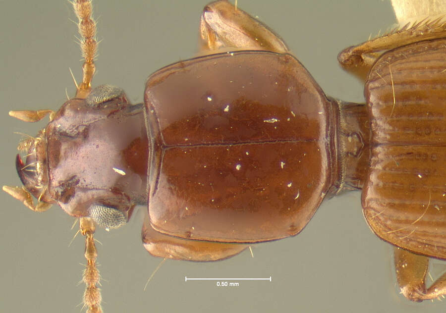 Image of Clivina (Clivina) rufula Darlington 1962