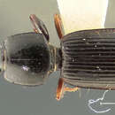 Sivun Clivina (Clivina) erugatella Darlington 1962 kuva