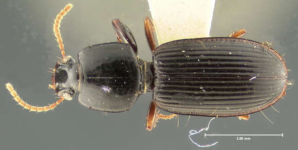 Sivun Clivina (Clivina) erugatella Darlington 1962 kuva