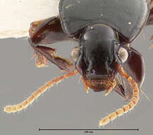 Image de Clivina (Clivina) erugatella Darlington 1962