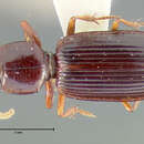 Sivun Clivina (Clivina) fessa Darlington 1962 kuva