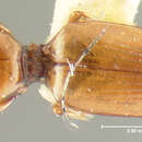 Image of Dyschirius (Dyschiriodes) campicola Lindroth 1961