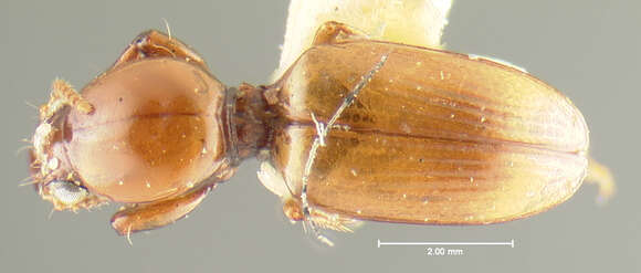 Imagem de Dyschirius (Dyschiriodes) campicola Lindroth 1961