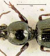 Image of Dyschirius (Dyschiriodes) subarcticus Lindroth 1961