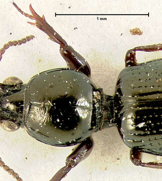 Dyschirius (Dyschiriodes) subarcticus Lindroth 1961 resmi