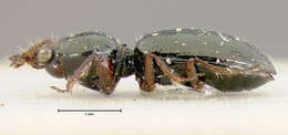 Image of Dyschirius (Dyschiriodes) subarcticus Lindroth 1961