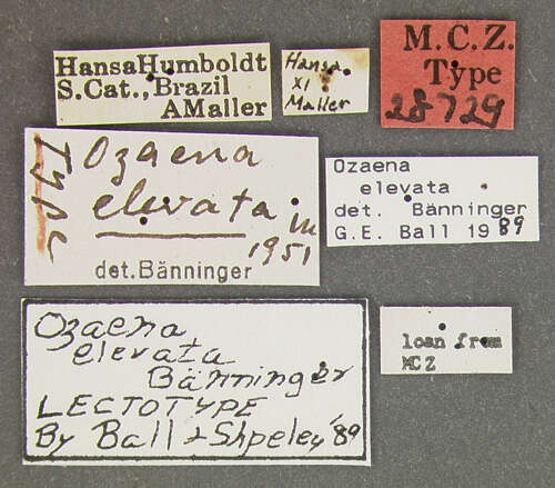 Image of Ozaena elevata Bänninger 1956