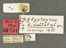 Image of Glyptogrus bidentatus Bänninger 1956