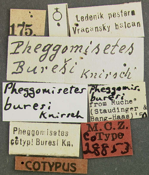 Image of Pheggomisetes buresi (Knirsch 1923)