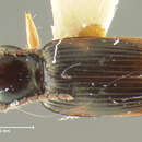 Image of Bembidion (Cillenus) alatum Darlington 1953