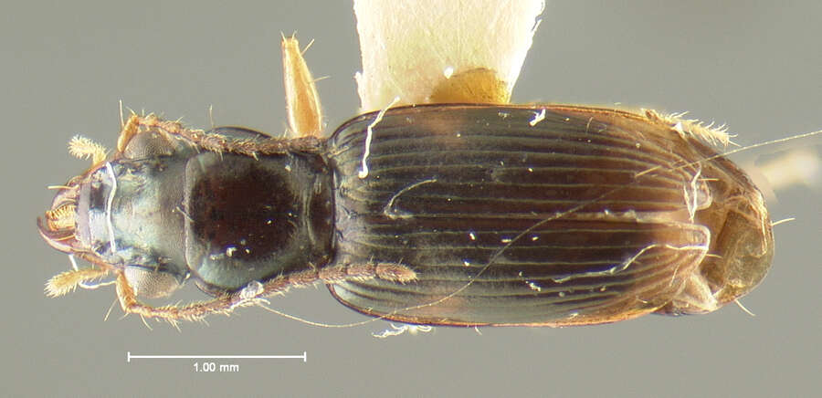 Plancia ëd Bembidion (Cillenus) alatum Darlington 1953