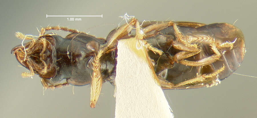 Plancia ëd Bembidion (Cillenus) alatum Darlington 1953