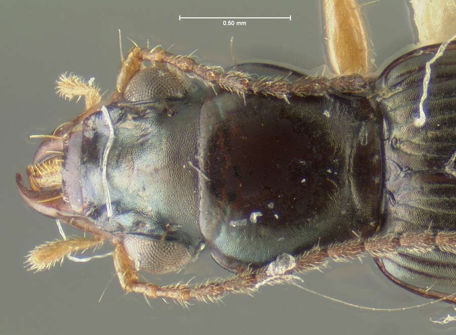 Plancia ëd Bembidion (Cillenus) alatum Darlington 1953