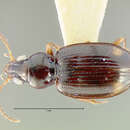 Sivun Bembidion (Notaphus) igorot Darlington 1959 kuva