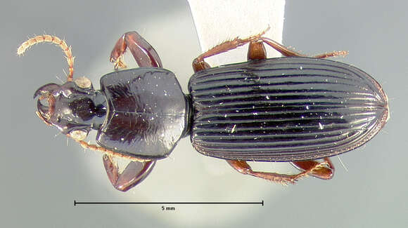 Image of Clivina (Clivina) kulti Darlington 1962