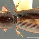 Image of Clivina (Clivina) puncticeps Darlington 1962