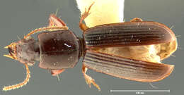 Image of Clivina (Clivina) puncticeps Darlington 1962