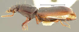 Image of Clivina (Clivina) puncticeps Darlington 1962