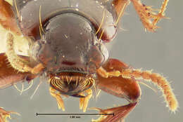 Image of Clivina (Clivina) puncticeps Darlington 1962