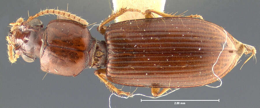 Image of Clivina (Clivina) vigil Darlington 1962