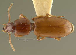 Image of Clivina (Clivina) rufula Darlington 1962