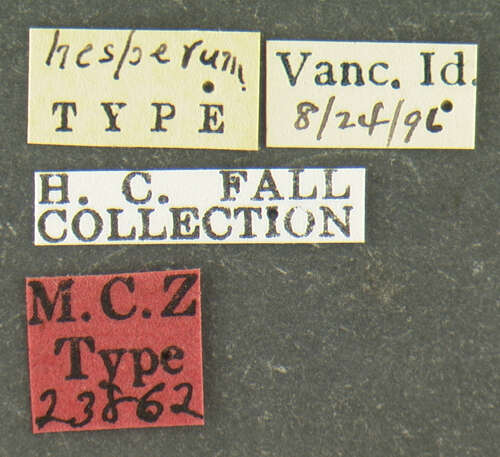 Plancia ëd Bembidion (Bracteon) hesperium Fall 1910