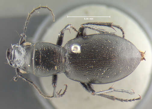 Image of Omus californicus californicus Eschscholtz 1829