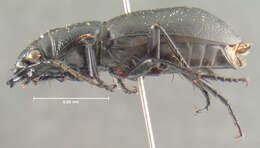 Image of Omus californicus californicus Eschscholtz 1829