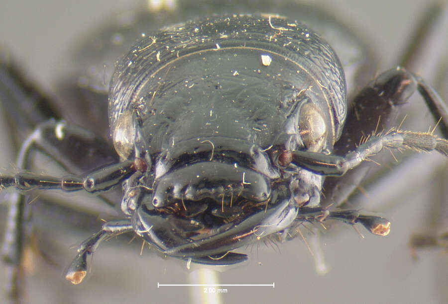 Image of Omus californicus californicus Eschscholtz 1829