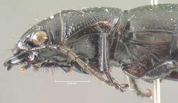 Image of Omus californicus californicus Eschscholtz 1829