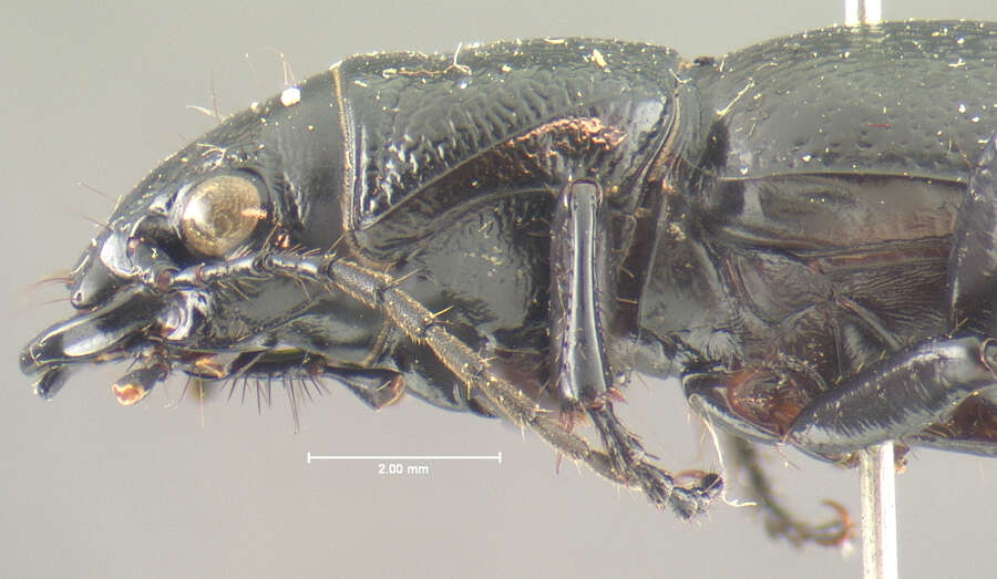 Image of Omus californicus californicus Eschscholtz 1829