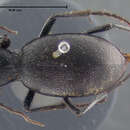 Image of <i>Omus intermedius</i>