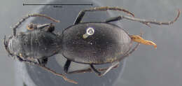 Image of <i>Omus intermedius</i>