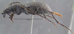 Image of <i>Omus intermedius</i>