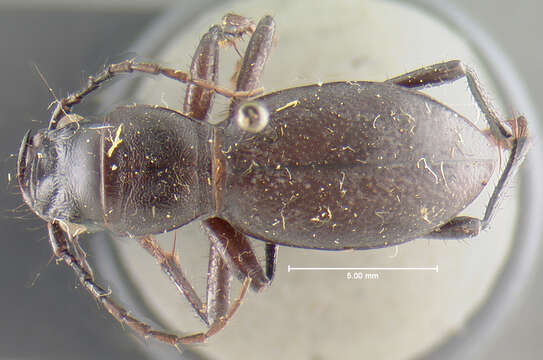 Image of Omus californicus californicus Eschscholtz 1829