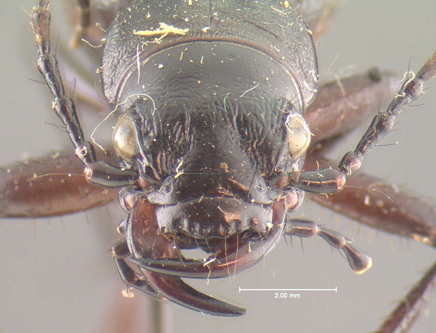 Image of Omus californicus californicus Eschscholtz 1829