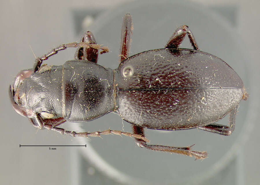 Image of Omus californicus californicus Eschscholtz 1829