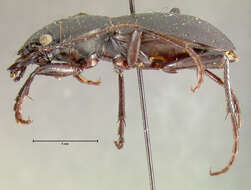 Image of Omus californicus californicus Eschscholtz 1829