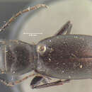 Imagem de <i>Cicindela formosa manitoba</i>